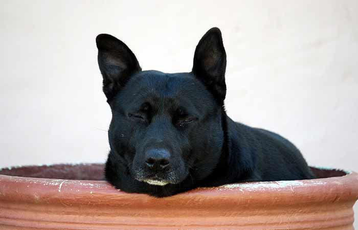 Black pitbull