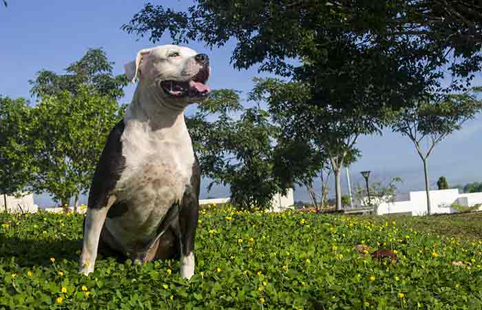 Black and White Pitbull