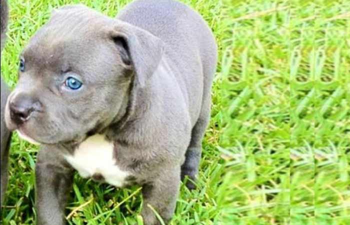 Blue Pitbull