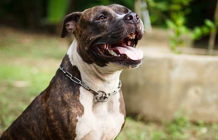 Brindle Pitbull terrier