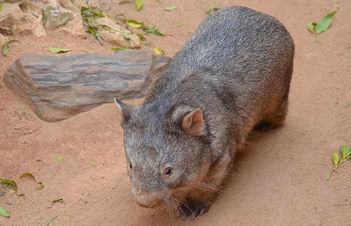 Adult full grown wombat