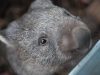 Can you have a Wombat as a Pet? Dangerous or Friendly? Diet, Habitat & Interesting Facts Can you have a pet wombat? Guide on all you should know