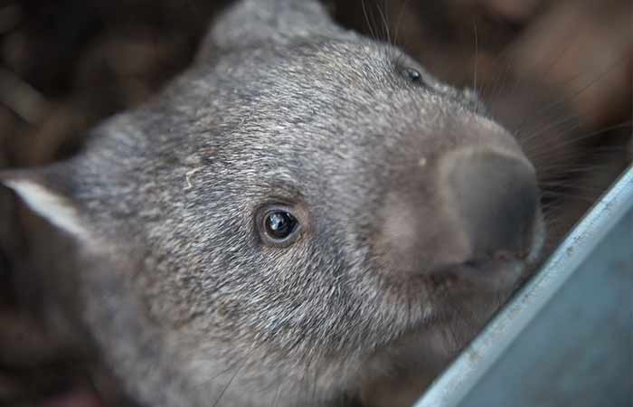 Can You Have A Wombat As A Pet Dangerous Or Friendly Diet Habitat Interesting Facts Petaddon