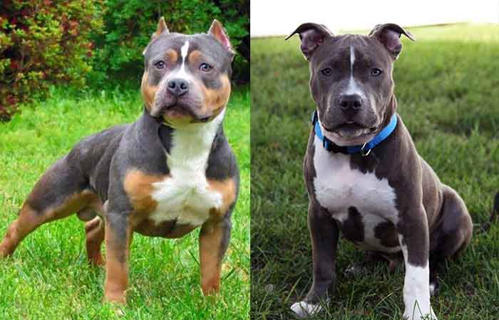 what color is merle in a pitbull