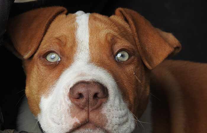 Red Pitbull