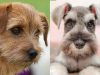 Types of Terrier Dogs – Small and Large Breeds Types of terrier dog Breeds