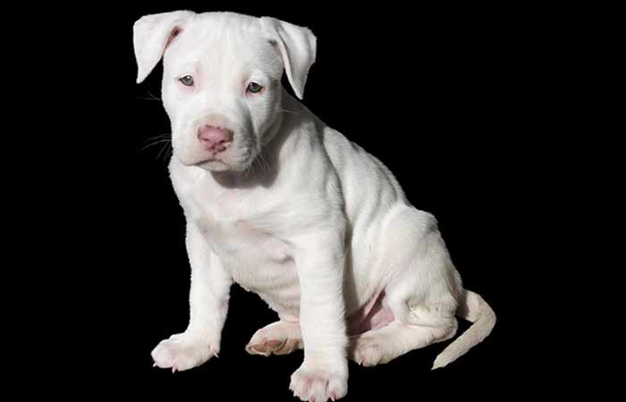 White Pitbull