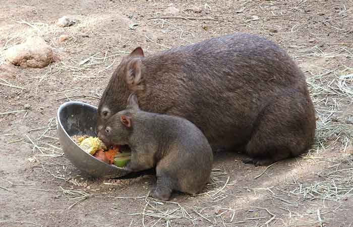 wombat sized