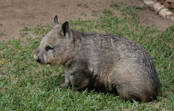 wombat in wild