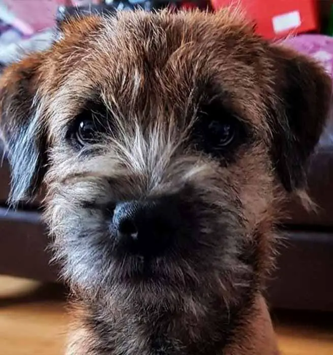 Affenpinscher Border Terrier Mix