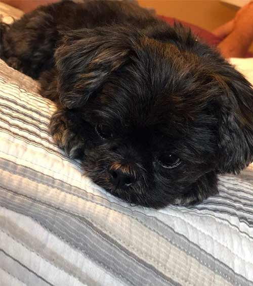 Affenpinscher Shih Tzu Mix