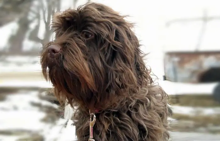 Mix of Affenpinscher Cocker Spaniel dog Breeds