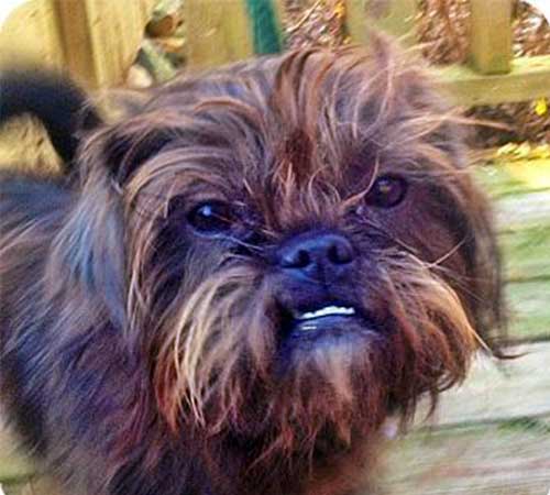 Brussels Griffon and Affenpinscher  Mix