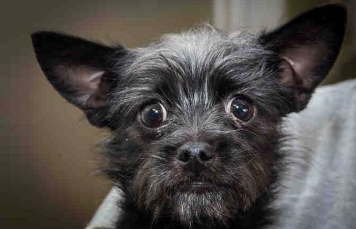 Mixed Dog breed-Chihuahua Affenpinscher