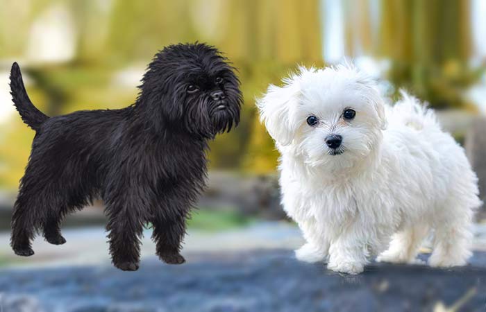 Affenpinscher Maltese Mix