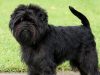 Affenpinscher Mixes Affenpinscher Mixes and Hybrids