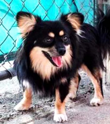 Affenpinscher Mixes - Petaddon