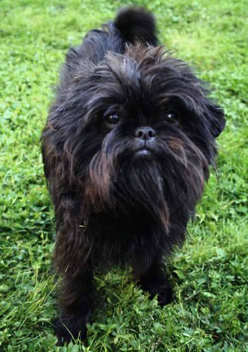 Affenpinscher Yorkie Mix