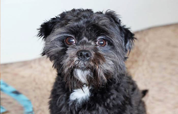 Affenpinscher Poodle blend