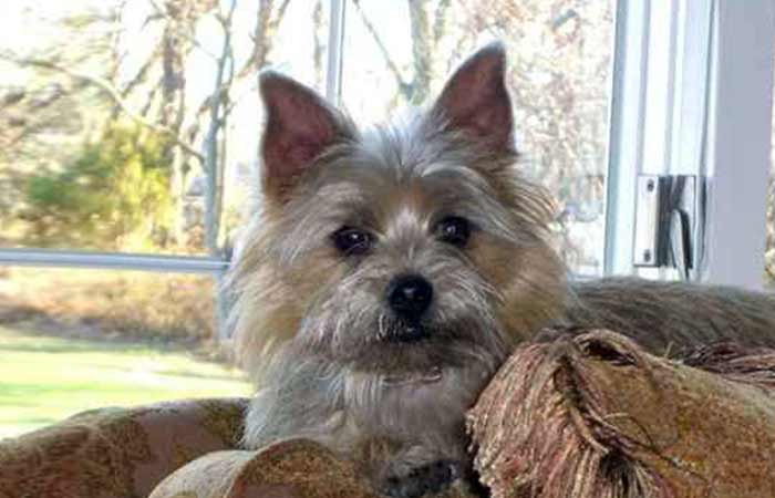 Affenpinscher Norwich Terrier Mix