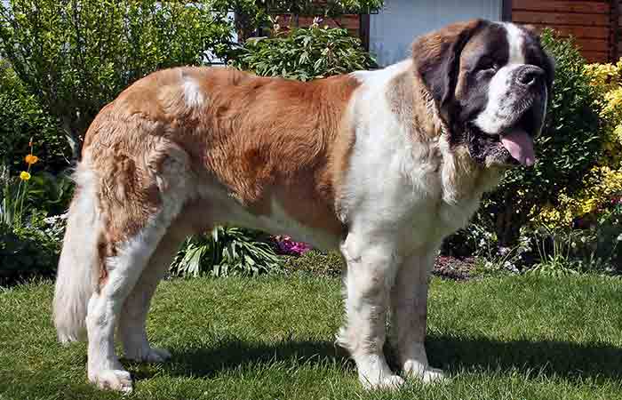 Largest St Bernard Dog