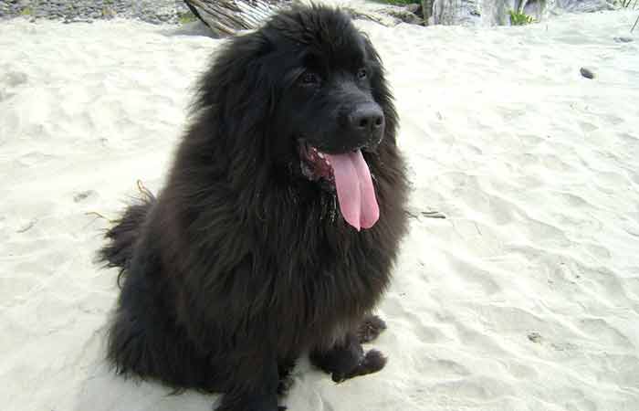 Black newfoundland dog