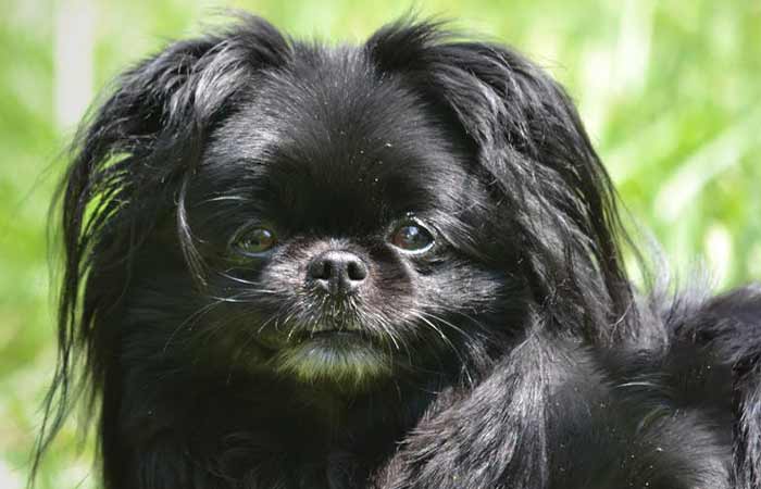 Affenpinscher Japanese Chin Mix