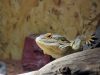 DIY Bearded Dragon Enclosure + Ideas How to make a bearded dragon enclosure yourself at home + Ideas
