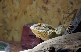 DIY Bearded Dragon Enclosure + Ideas How to make a bearded dragon enclosure yourself at home + Ideas
