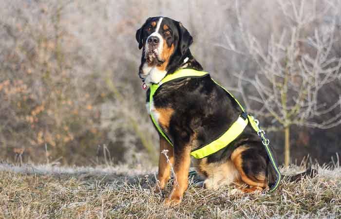 Greater Swiss Mountain Dog