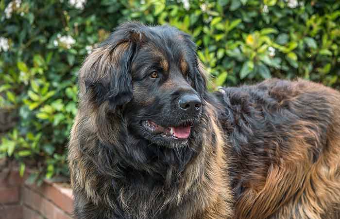 Leonberger dog breed