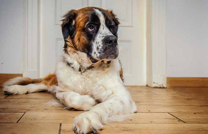 Tricolor St Bernard Dog