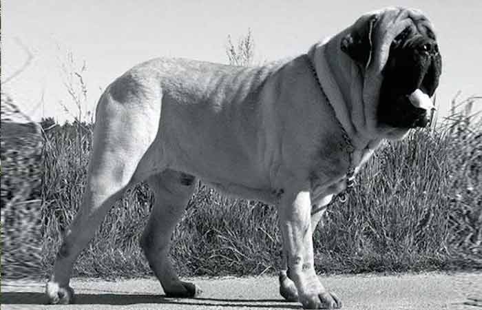 Worlds largest dog ever