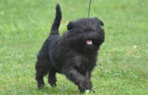 Affenpinscher Mixes - Petaddon