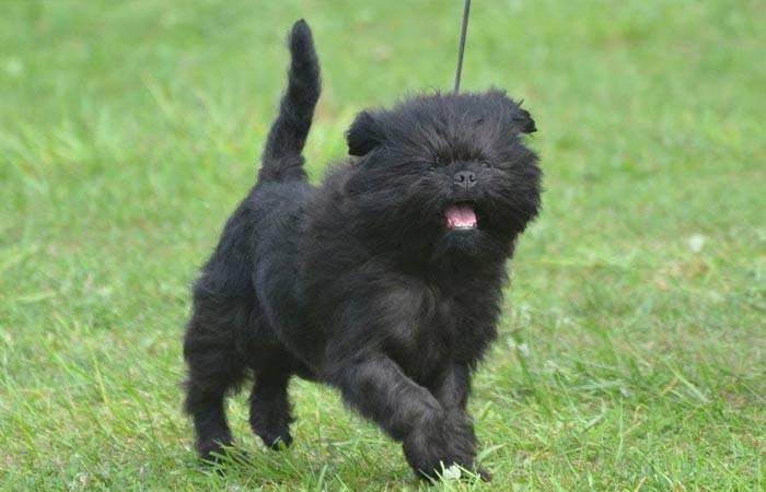 Affenpinscher Bicho Frise hybrid