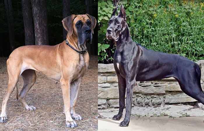 American vs European great danes