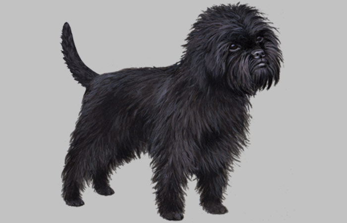 Black Affenpinscher