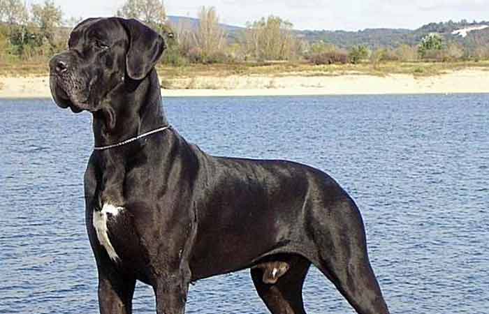 Black european great dane