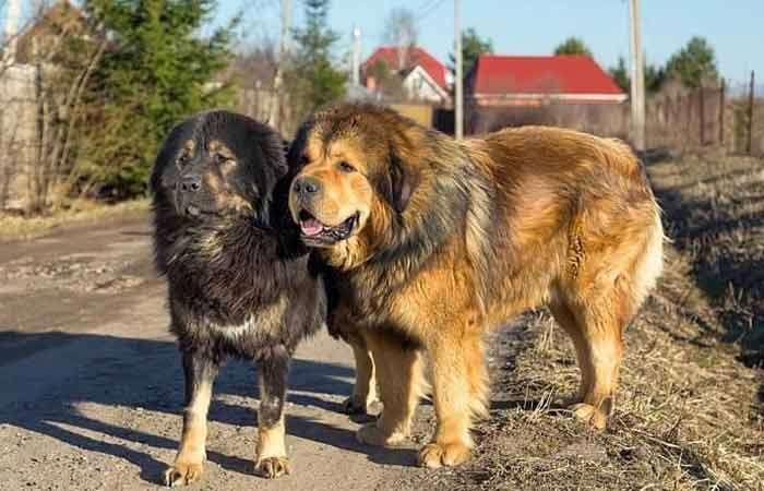 Dark Fawn Tibetan Mastiff