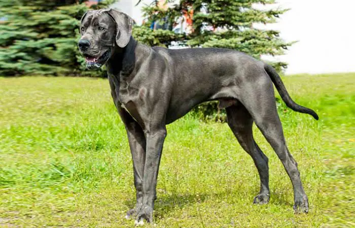 Blue great dane dog