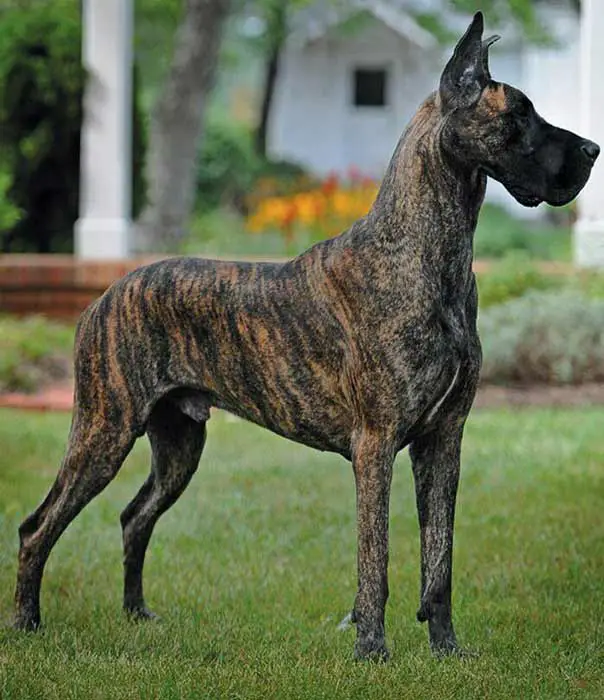 Brindle Great Dane