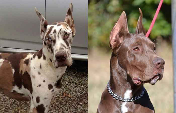 brown chocolate great dane