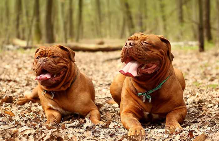 Chocolate brown Dogue de Bordeau Dogs