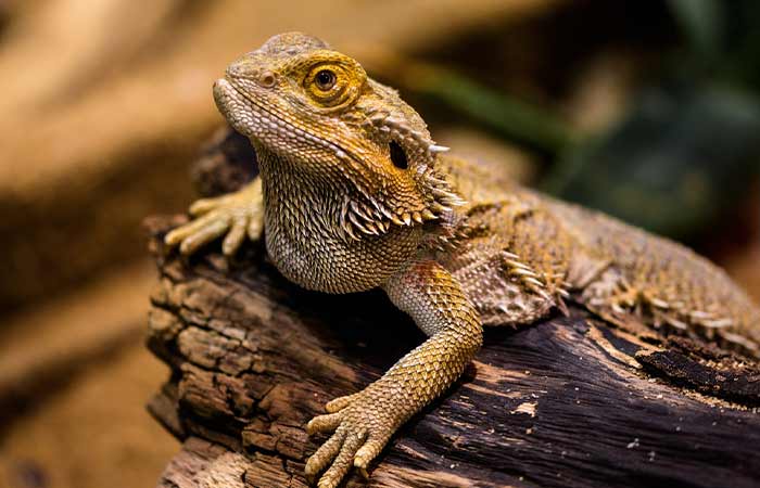 Cute bearded dragon photo