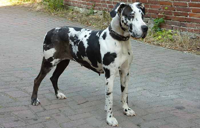 Harlequin great dane