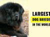 Top Extra Large Dog Breeds Pictures, Names, Mass & Representative Species Top Largest dog breeds in the world-Pictures and names