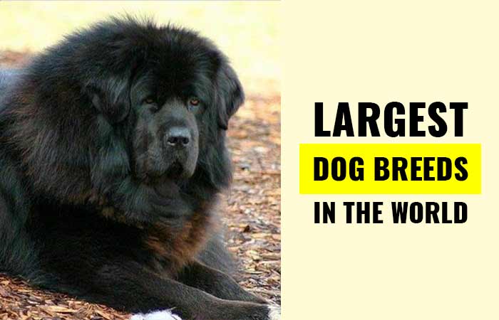 what is the heaviest breed of dog
