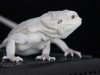 Why You Need an Albino (White) Bearded Dragon Pet Albino White Bearded Dragon Guide