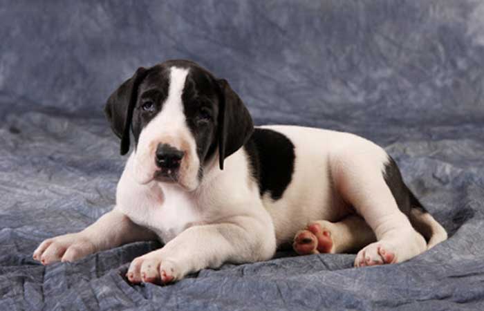 piebald great dane