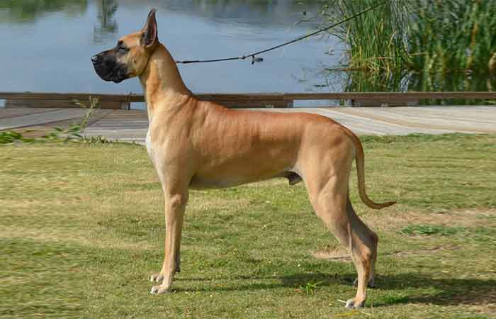 American Great Dane male